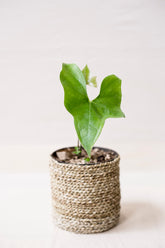 Anthurium pterodactyl
